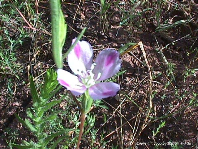 Clarkia purpurea quadrivulnera, Four Spot Fairwell to Spring